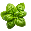Basil