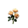 Centifolia Rose	