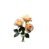 Centifolia Rose	