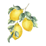 Citron