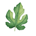 Fig Leaves	