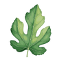 Fig Leaves	