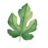 Fig Leaves	