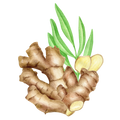 Ginger
