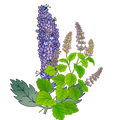 Iris