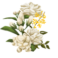 Jasmine