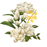 Jasmine
