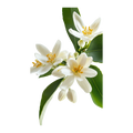 Orange Blossam