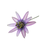 Passion flower