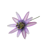 Passion flower