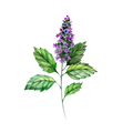 Patchouli