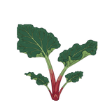 Rhubarb