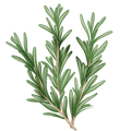 Rosemary