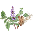 Vetiver