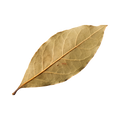 bay leaf