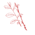 benzoin