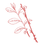 benzoin