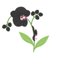 black orchid 
