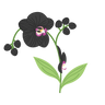 black orchid 