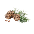 cedarwood