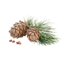cedarwood