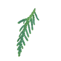 cypress