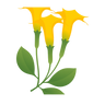datura
