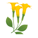 datura