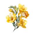 freesia