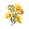 freesia