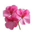 geranium