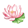 lotus