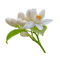 neroli
