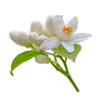 neroli