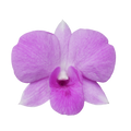 orchid