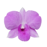 orchid