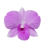 orchid