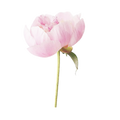 peony