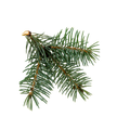 pine needles