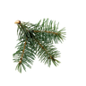 pine needles