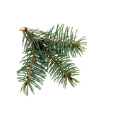pine needles