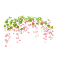 rangoor creeper