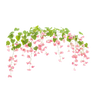 rangoor creeper
