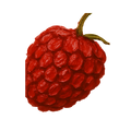 raspberry