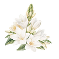 tube rose