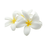 Whiteflowers