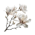  white mangolia