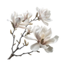  white mangolia