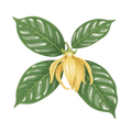 ylang ylang