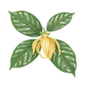 ylang ylang